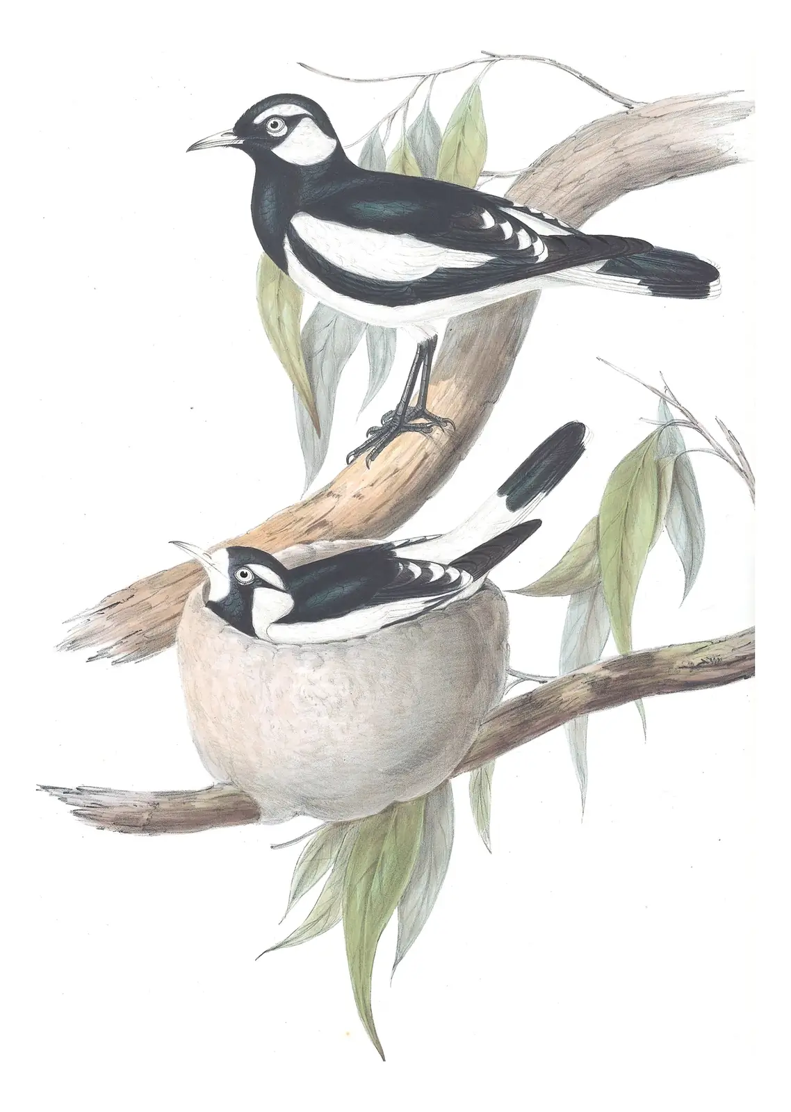 Volume II, plate 54 of Gould's The Birds of Australia: Magpie-lark (Grallina cyanoleuca)