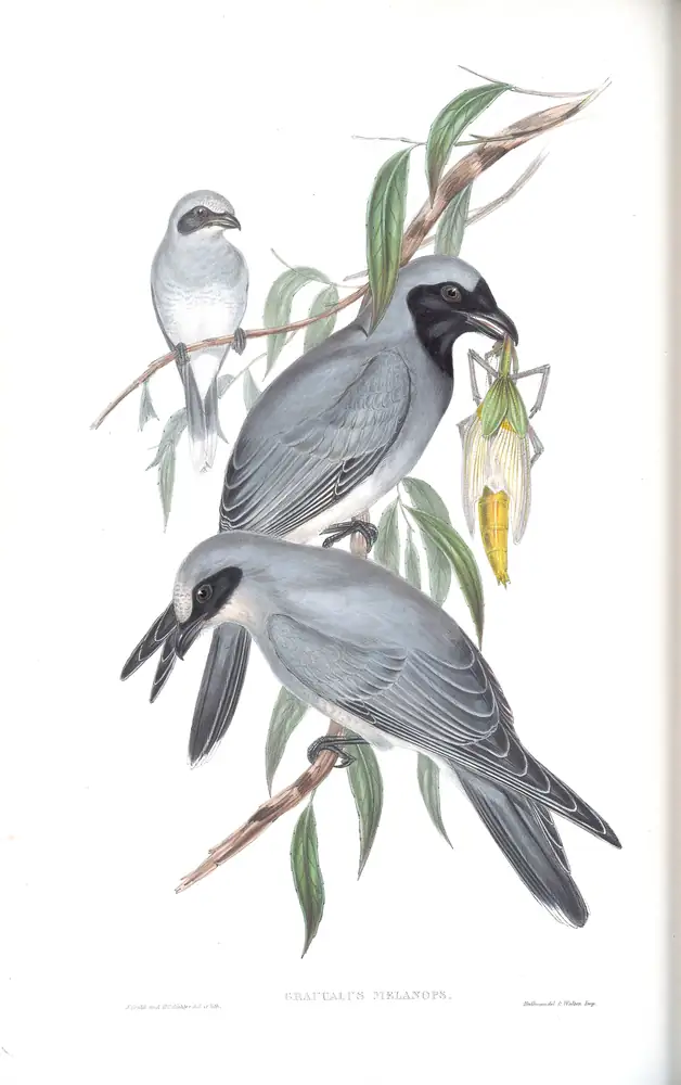 The whole sheet of volume II, plate 55, with its engraved caption