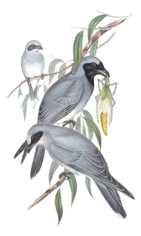 Volume II, plate 55 of Gould's The Birds of Australia: Black-faced Cuckooshrike (Coracina novaehollandiae)