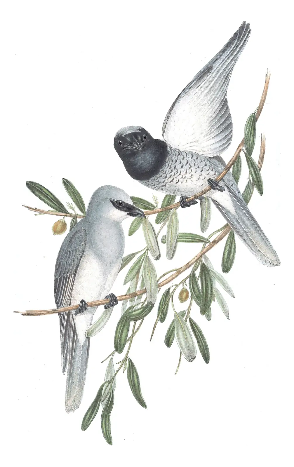 Volume II, plate 56 of Gould's The Birds of Australia: White-bellied Cuckooshrike (Coracina papuensis)
