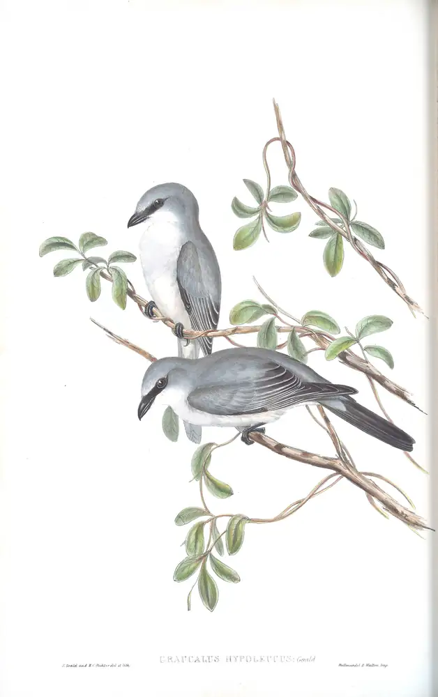 The whole sheet of volume II, plate 57, with its engraved caption
