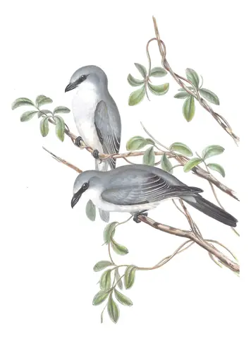 Volume II, plate 57 of Gould's The Birds of Australia: White-bellied Cuckooshrike (Coracina papuensis)