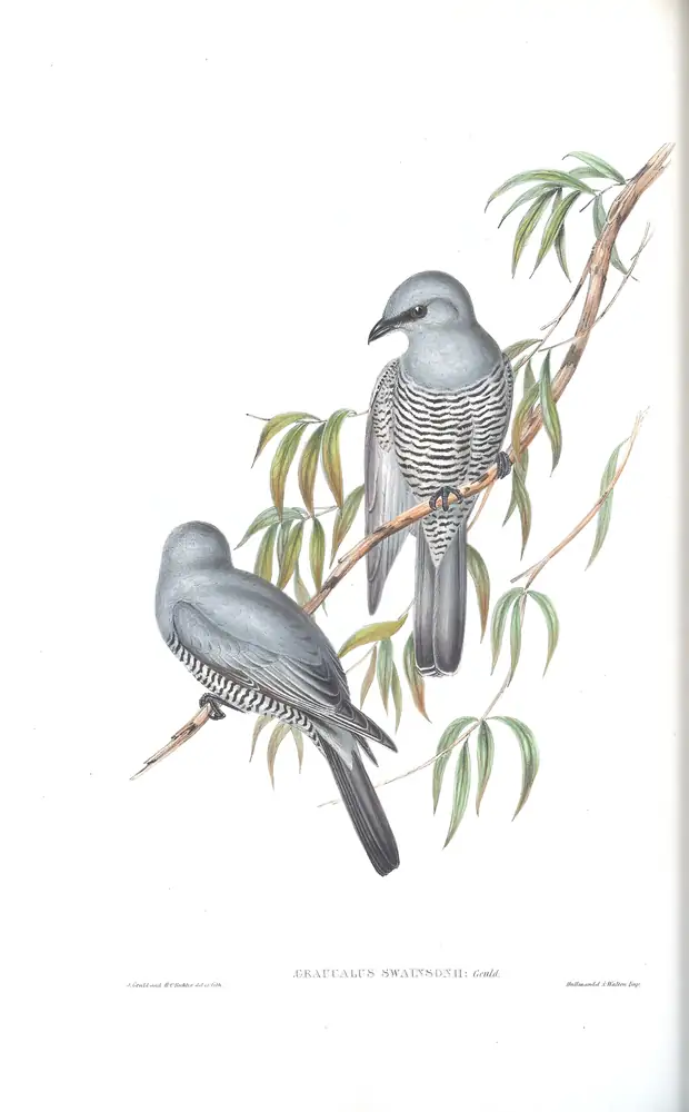 The whole sheet of volume II, plate 58, with its engraved caption