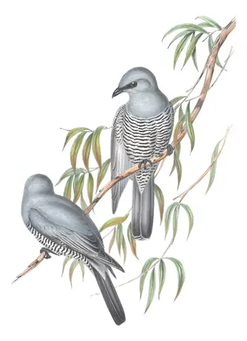 Volume II, plate 58 of Gould's The Birds of Australia: Barred Cuckooshrike (Coracina lineata)