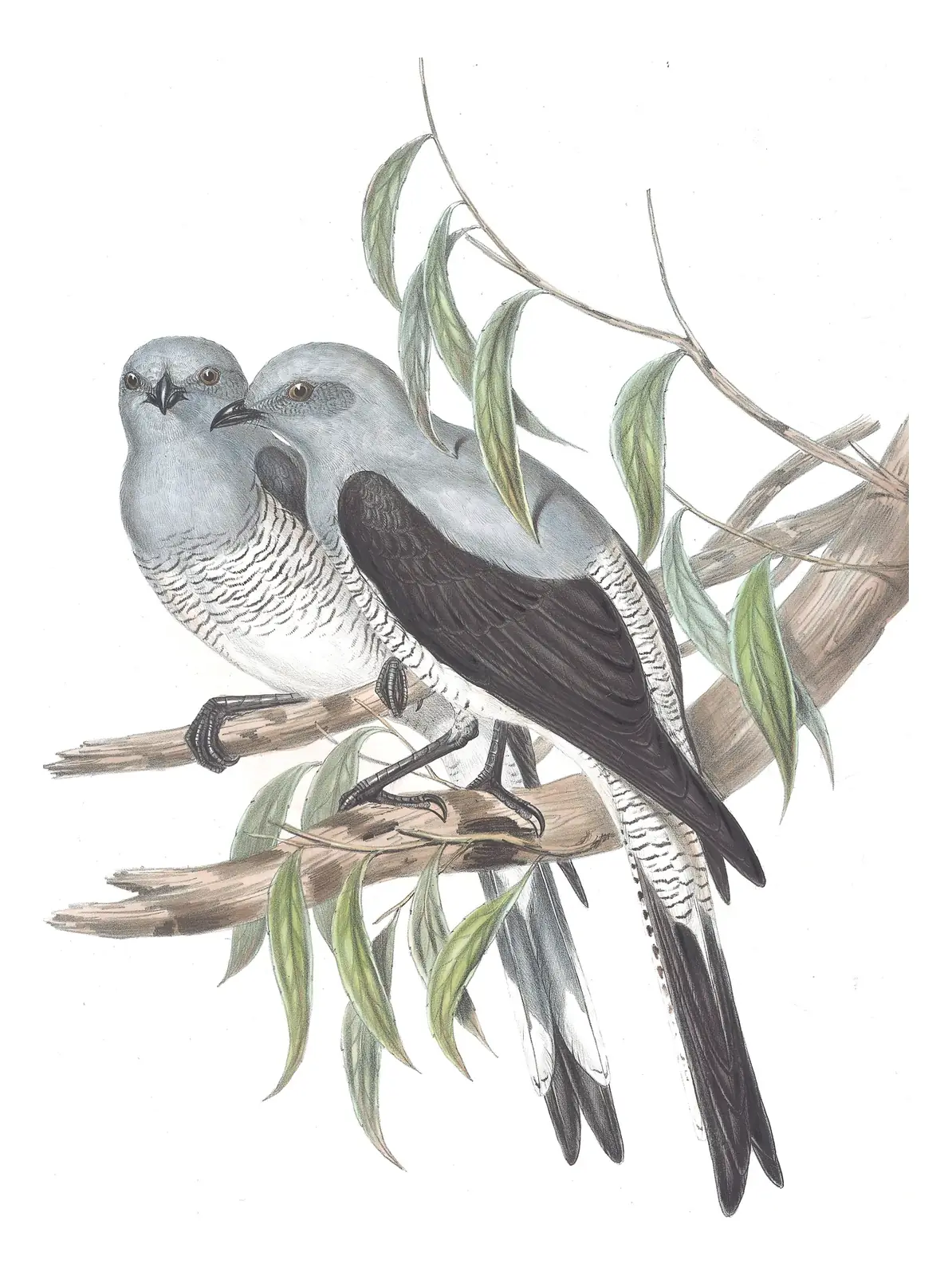 Volume II, plate 59 of Gould's The Birds of Australia: Ground Cuckooshrike (Coracina maxima)