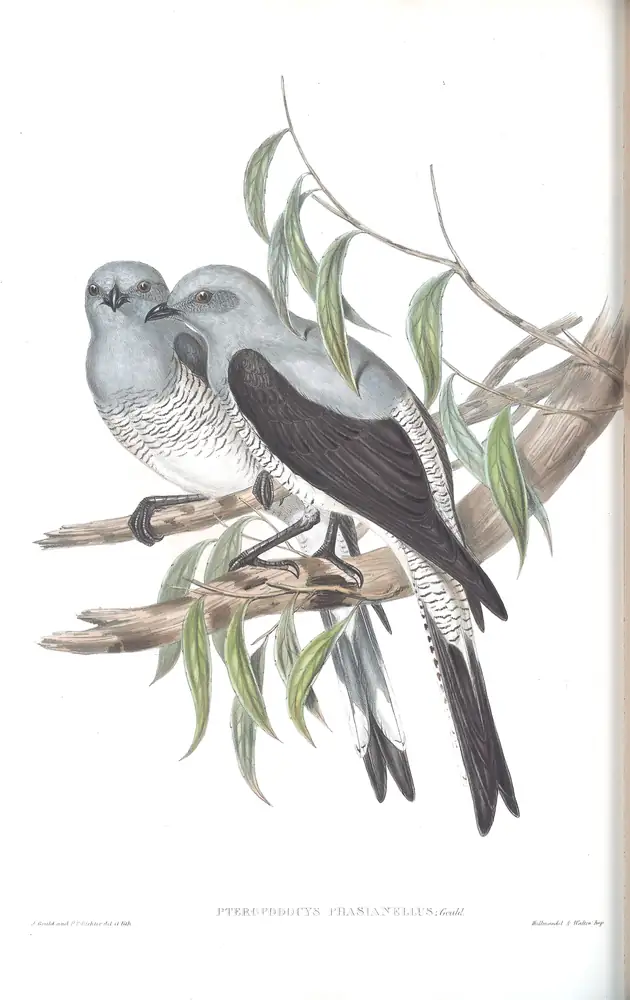 The whole sheet of volume II, plate 59, with its engraved caption