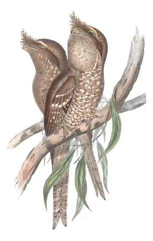 Volume II, plate 6 of Gould's The Birds of Australia: Marbled Frogmouth (Podargus ocellatus)