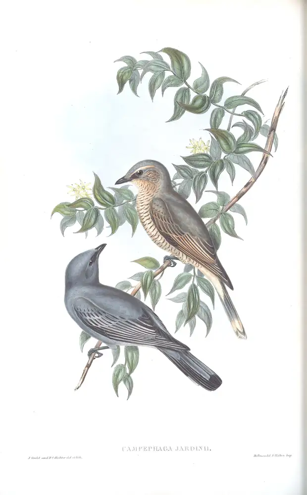 The whole sheet of volume II, plate 60, with its engraved caption