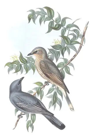 Volume II, plate 60 of Gould's The Birds of Australia: Sahul Cicadabird (Edolisoma tenuirostre)