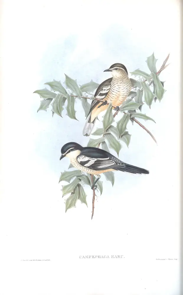 The whole sheet of volume II, plate 61, with its engraved caption