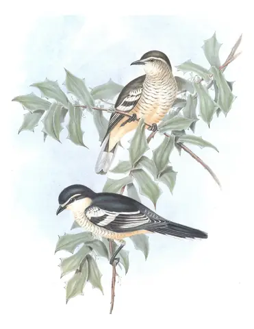 Volume II, plate 61 of Gould's The Birds of Australia: Varied Triller (Lalage leucomela)