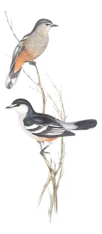 Volume II, plate 62 of Gould's The Birds of Australia: Varied Triller (Lalage leucomela)