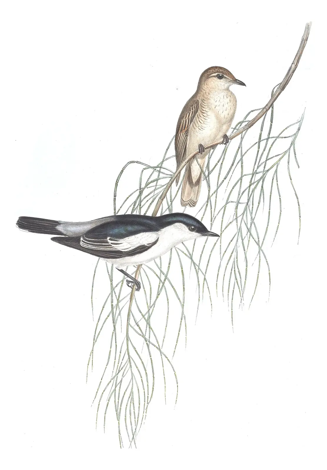 Volume II, plate 63 of Gould's The Birds of Australia: White-winged Triller (Lalage tricolor)