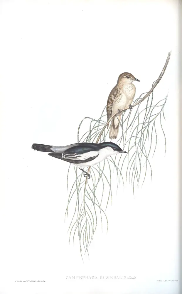The whole sheet of volume II, plate 63, with its engraved caption