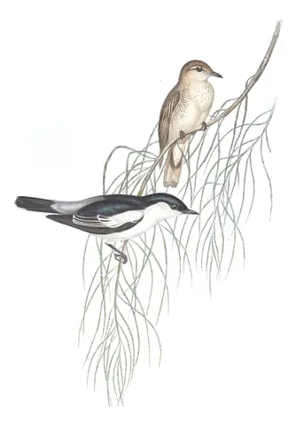 Volume II, plate 63 of Gould's The Birds of Australia: White-winged Triller (Lalage tricolor)