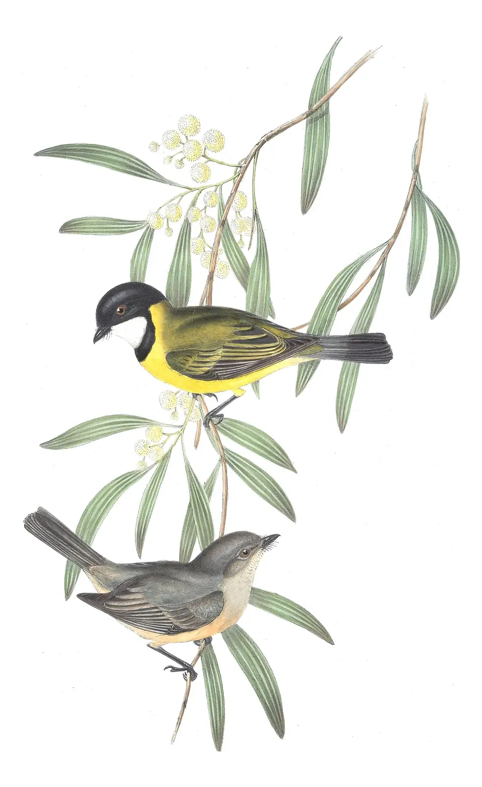 Volume II, plate 64 of Gould's The Birds of Australia: Golden Whistler (Pachycephala pectoralis)
