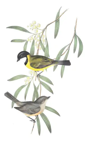Volume II, plate 64 of Gould's The Birds of Australia: Golden Whistler (Pachycephala pectoralis)