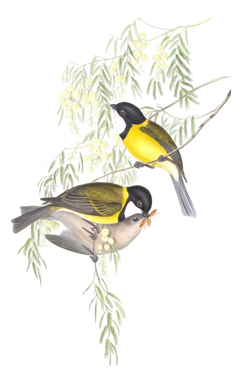 Volume II, plate 65 of Gould's The Birds of Australia: Golden Whistler (Pachycephala pectoralis)