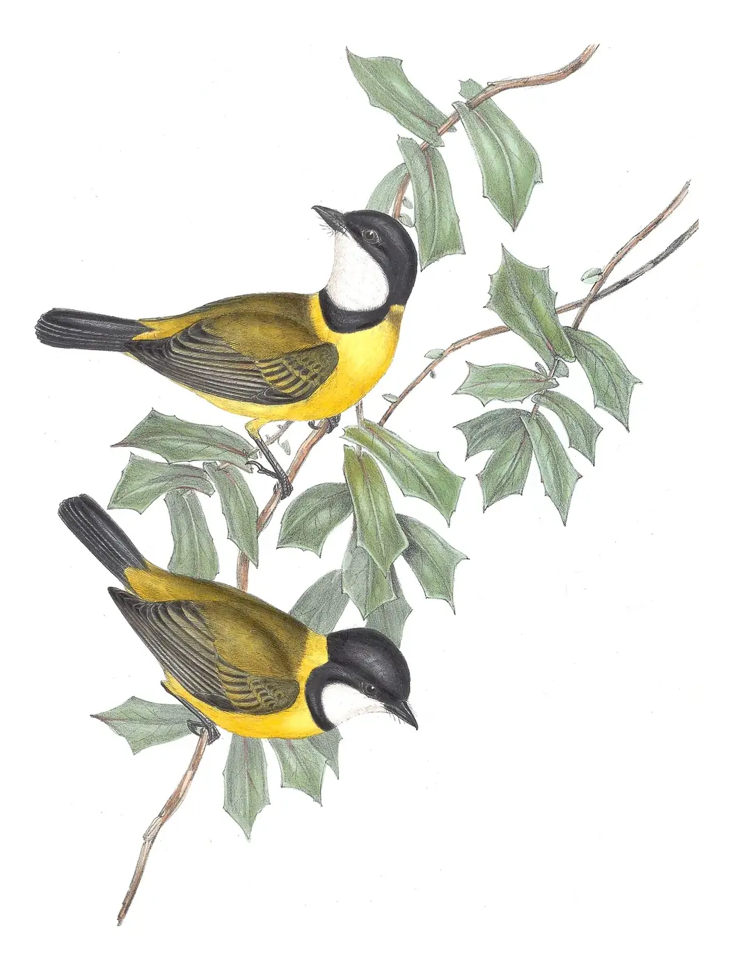 Volume II, plate 66 of Gould's The Birds of Australia: Black-tailed Whistler (Pachycephala melanura)