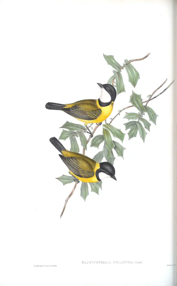 The whole sheet of volume II, plate 66, with its engraved caption