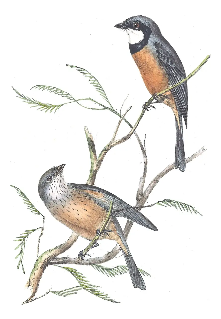 Volume II, plate 67 of Gould's The Birds of Australia: Rufous Whistler (Pachycephala rufiventris)