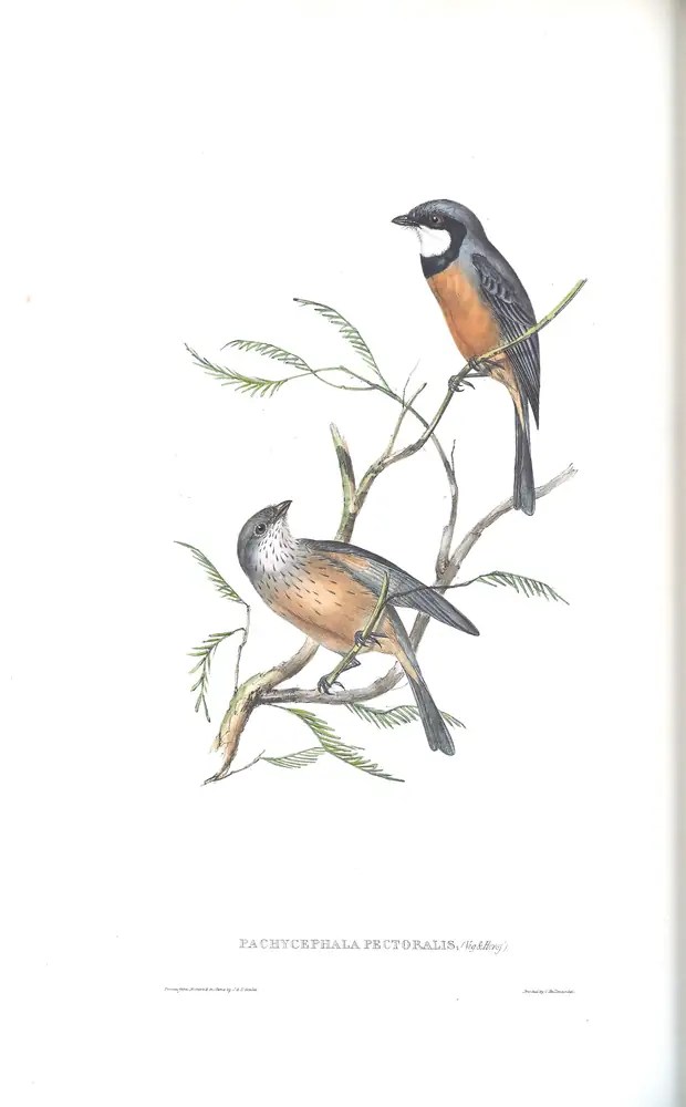 The whole sheet of volume II, plate 67, with its engraved caption