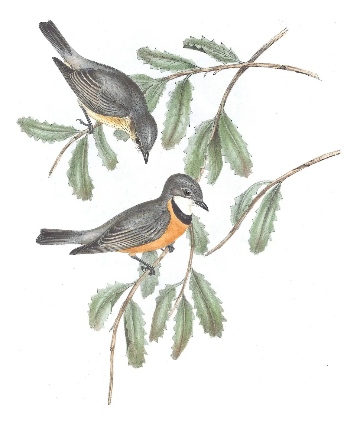 Volume II, plate 68 of Gould's The Birds of Australia: Rufous Whistler (Pachycephala rufiventris)