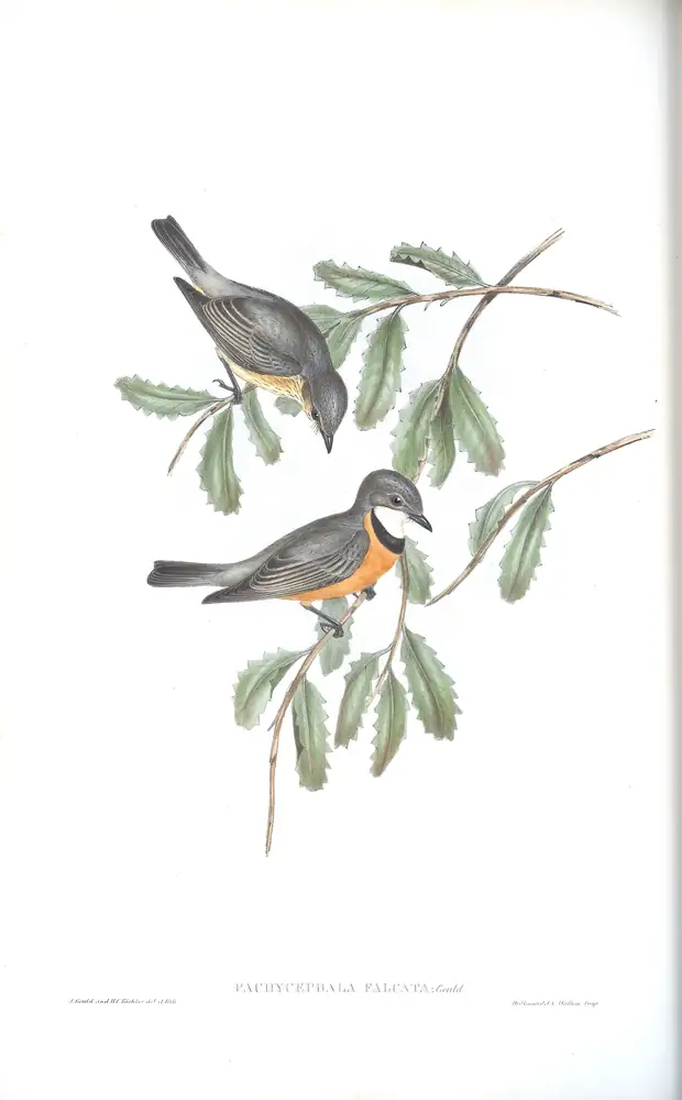 The whole sheet of volume II, plate 68, with its engraved caption