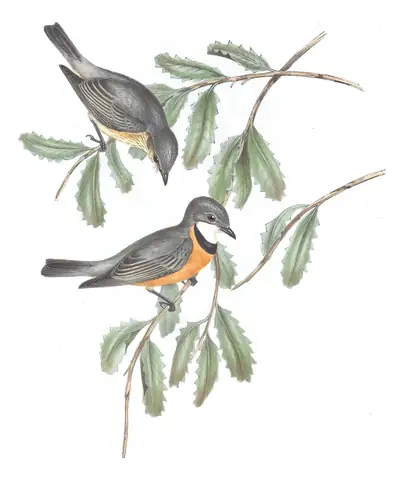 Volume II, plate 68 of Gould's The Birds of Australia: Rufous Whistler (Pachycephala rufiventris)