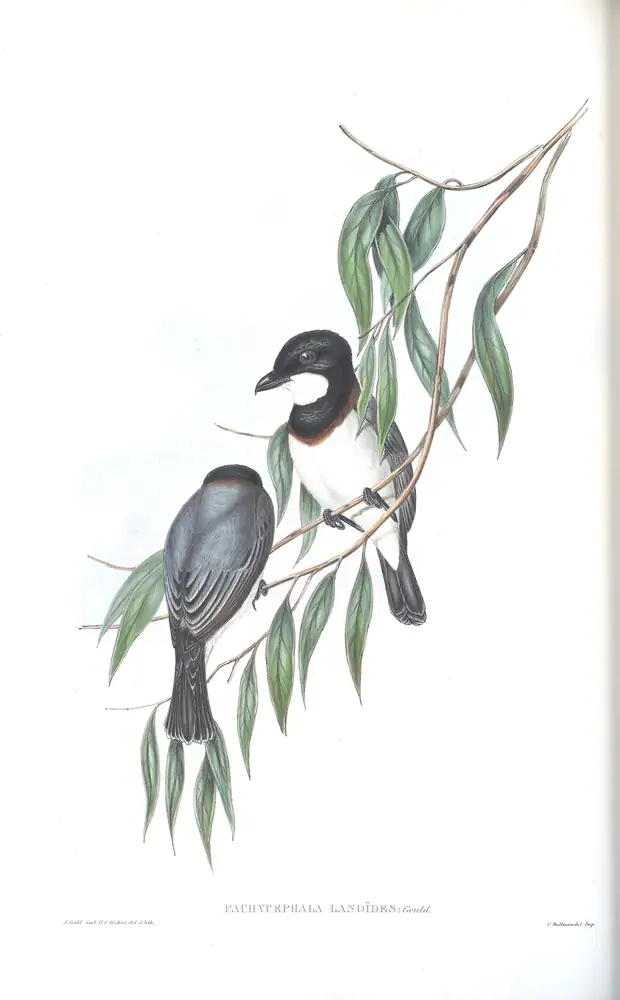 The whole sheet of volume II, plate 69, with its engraved caption