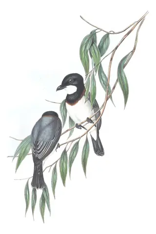 Volume II, plate 69 of Gould's The Birds of Australia: White-breasted Whistler (Pachycephala lanioides)