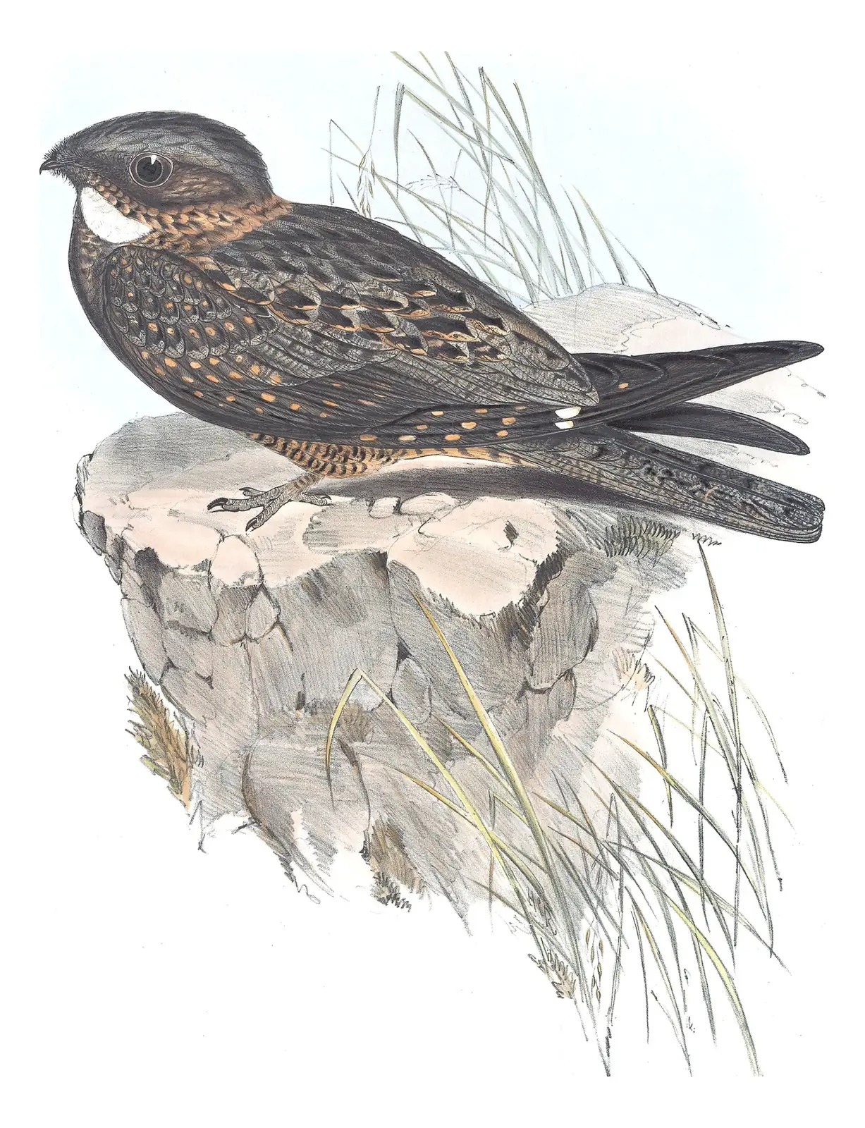 Volume II, plate 7 of Gould's The Birds of Australia: White-throated Nightjar (Eurostopodus mystacalis)