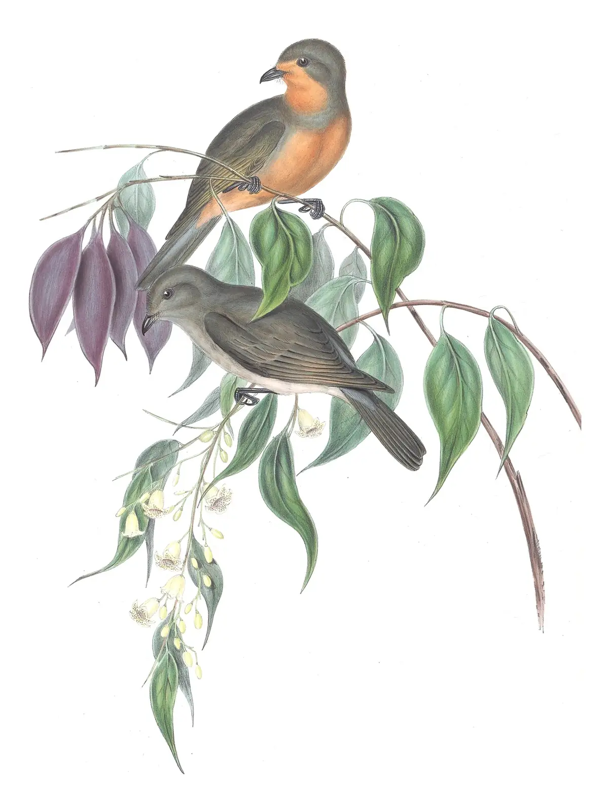 Volume II, plate 70 of Gould's The Birds of Australia: Red-lored Whistler (Pachycephala rufogularis)