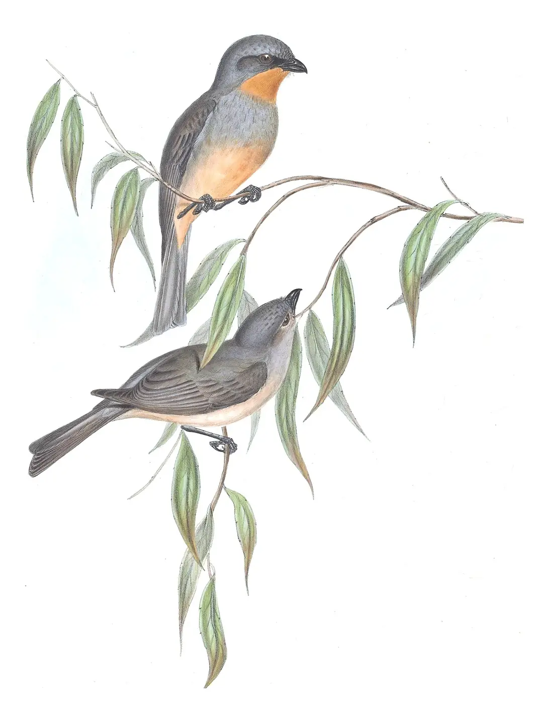Volume II, plate 71 of Gould's The Birds of Australia: Gilbert's Whistler (Pachycephala inornata)