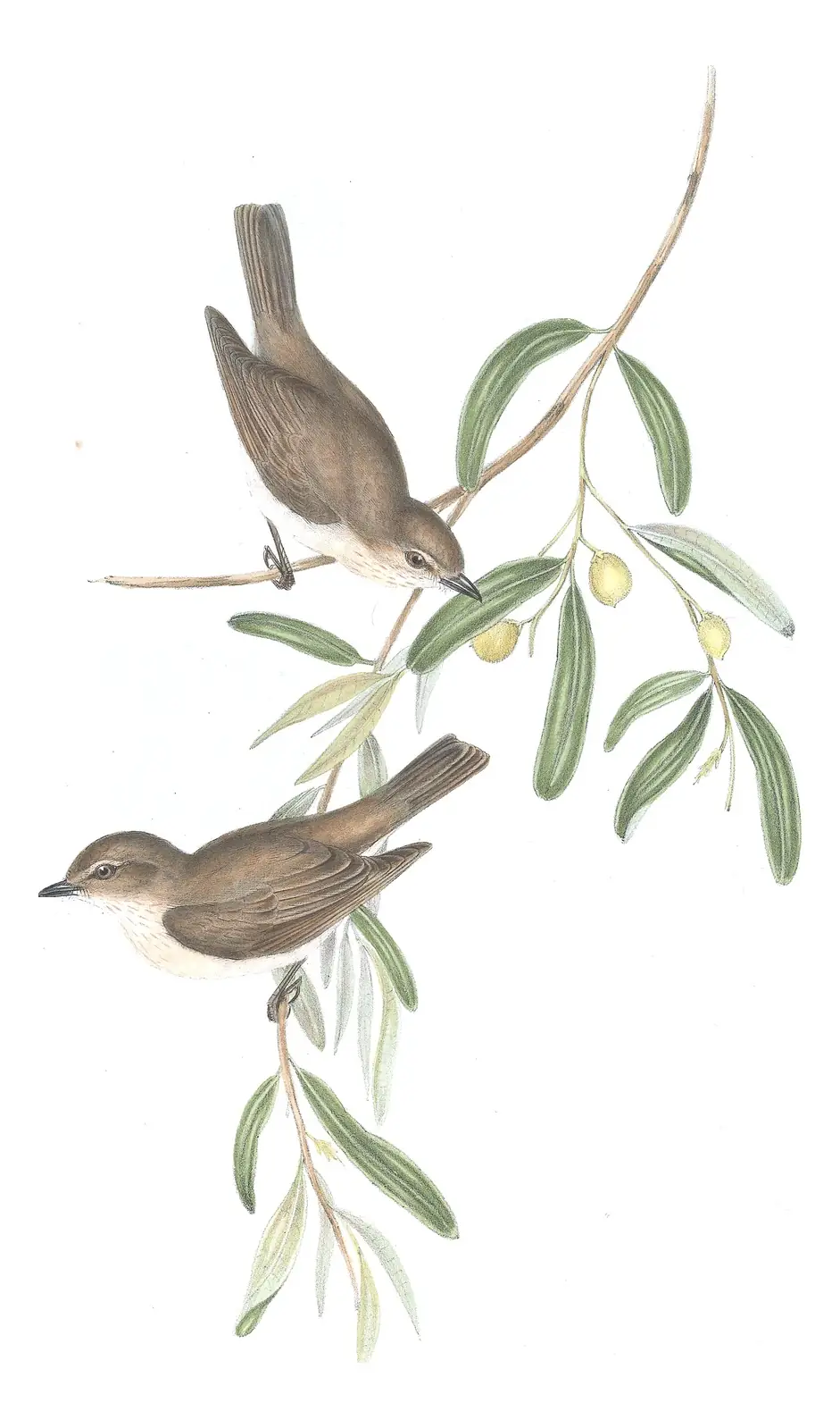 Volume II, plate 72 of Gould's The Birds of Australia: Gray Whistler (Pachycephala simplex)