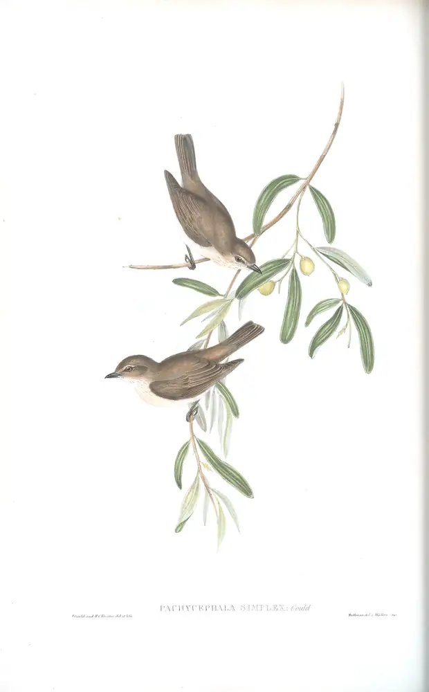 The whole sheet of volume II, plate 72, with its engraved caption