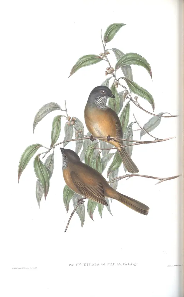 The whole sheet of volume II, plate 73, with its engraved caption