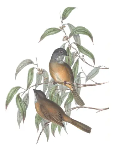 Volume II, plate 73 of Gould's The Birds of Australia: Olive Whistler (Pachycephala olivacea)
