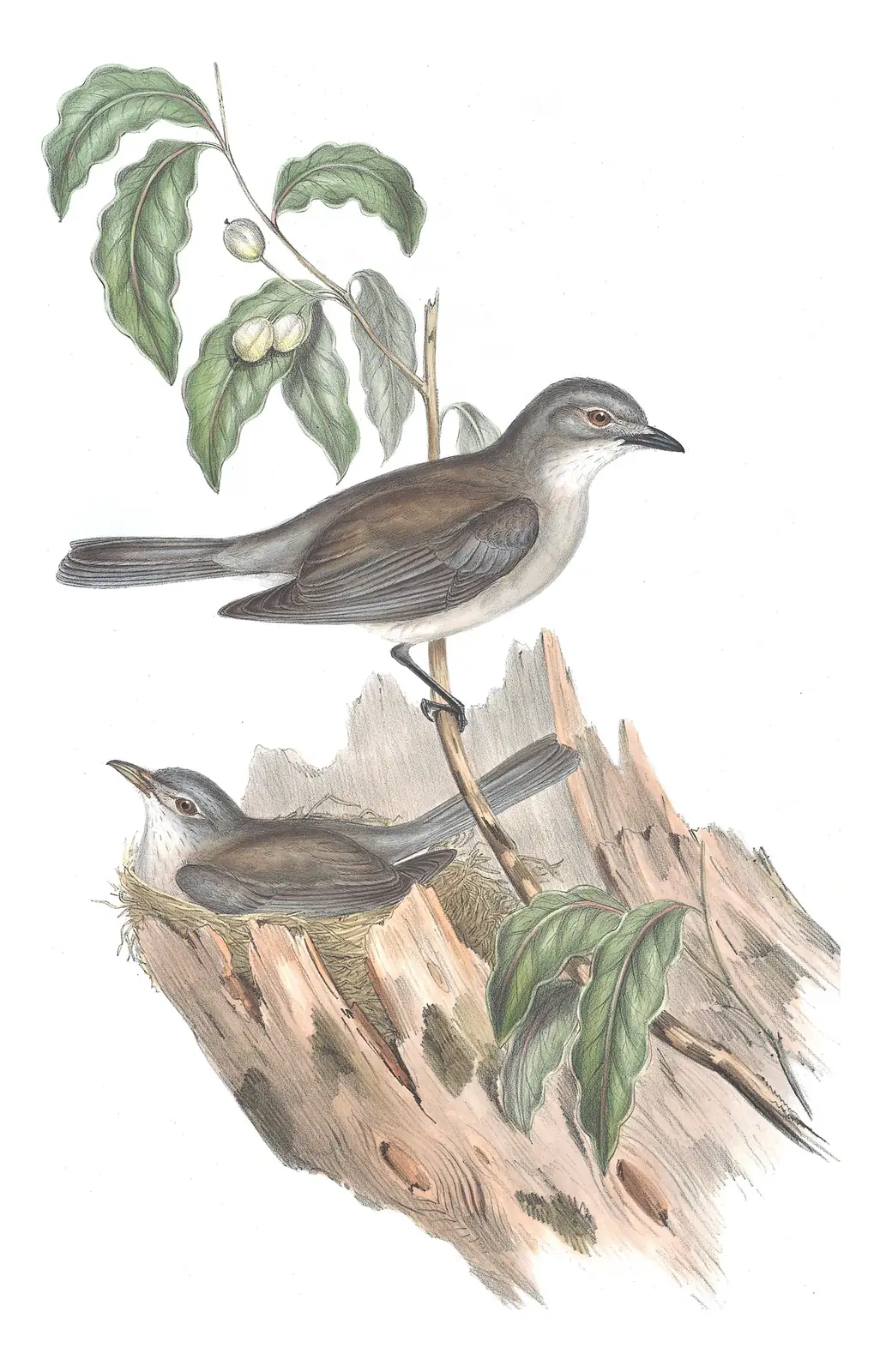 Volume II, plate 74 of Gould's The Birds of Australia: Gray Shrikethrush (Colluricincla harmonica)