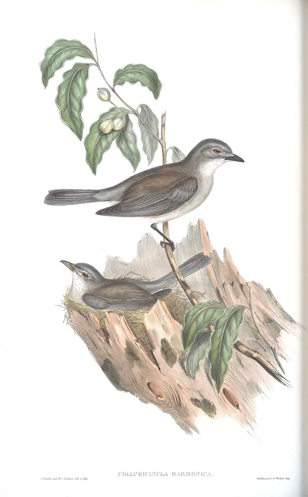 The whole sheet of volume II, plate 74, with its engraved caption