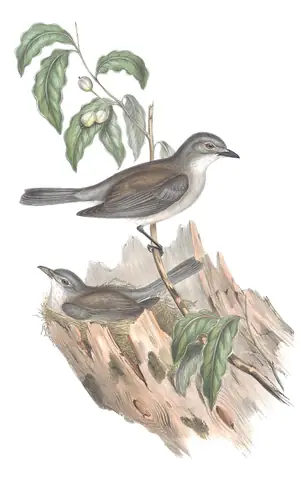 Volume II, plate 74 of Gould's The Birds of Australia: Gray Shrikethrush (Colluricincla harmonica)