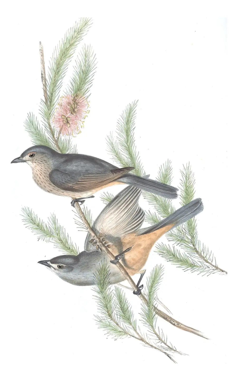 Volume II, plate 75 of Gould's The Birds of Australia: Gray Shrikethrush (Colluricincla harmonica)
