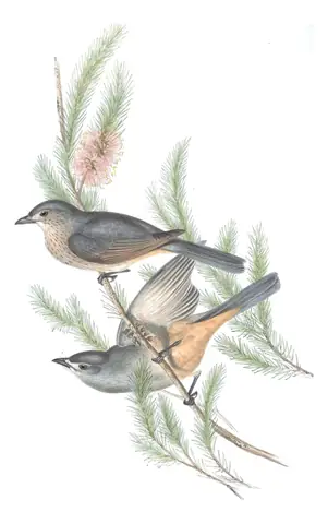 Volume II, plate 75 of Gould's The Birds of Australia: Gray Shrikethrush (Colluricincla harmonica)