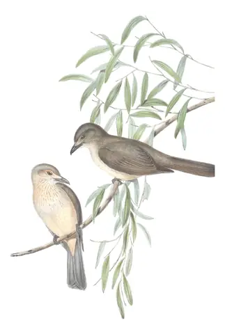 Volume II, plate 76 of Gould's The Birds of Australia: Gray Shrikethrush (Colluricincla harmonica)
