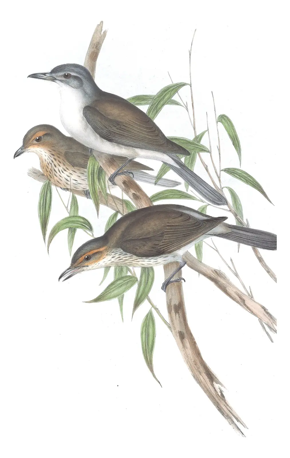 Volume II, plate 77 of Gould's The Birds of Australia: Gray Shrikethrush (Colluricincla harmonica)