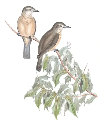 Volume II, plate 78 of Gould's The Birds of Australia: Little Shrikethrush (Colluricincla megarhyncha)