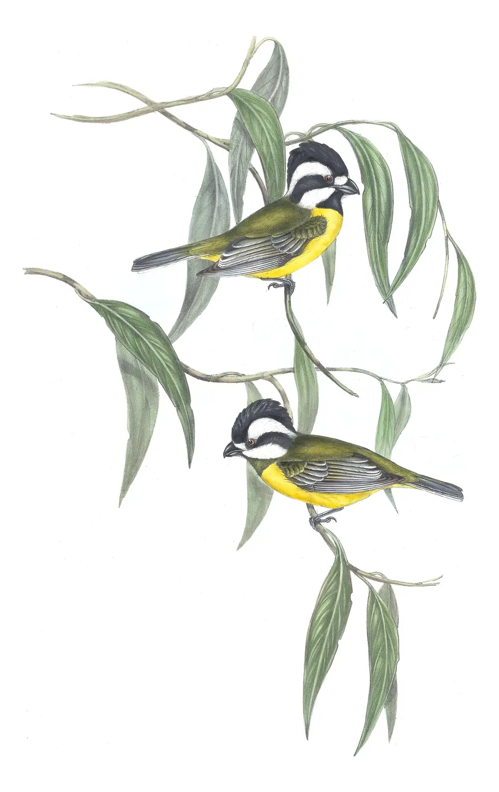 Volume II, plate 79 of Gould's The Birds of Australia: Eastern Shrike-tit (Falcunculus frontatus)