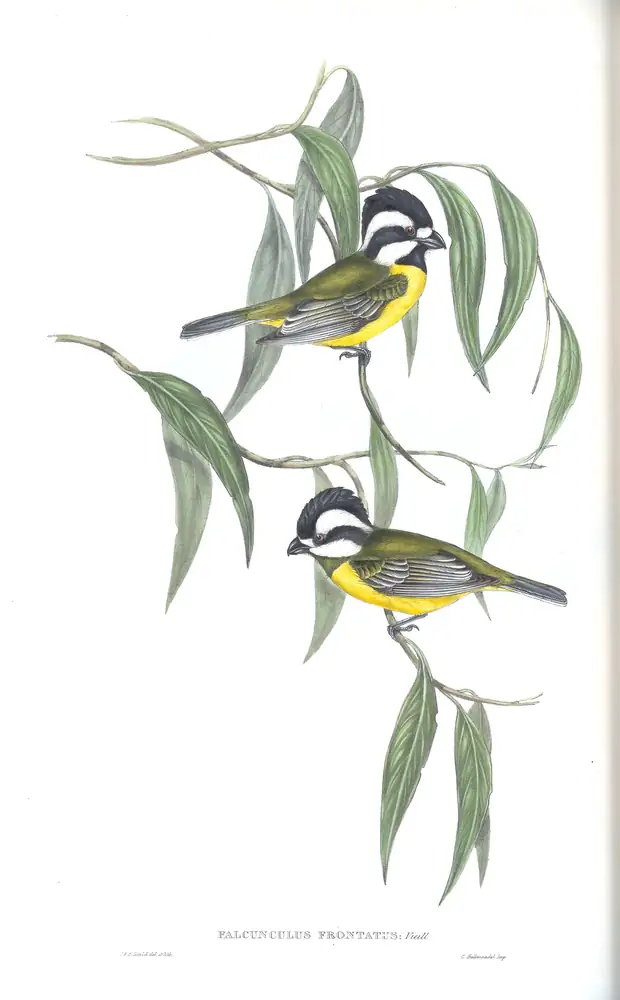 The whole sheet of volume II, plate 79, with its engraved caption