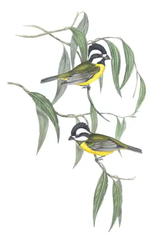 Volume II, plate 79 of Gould's The Birds of Australia: Eastern Shrike-tit (Falcunculus frontatus)