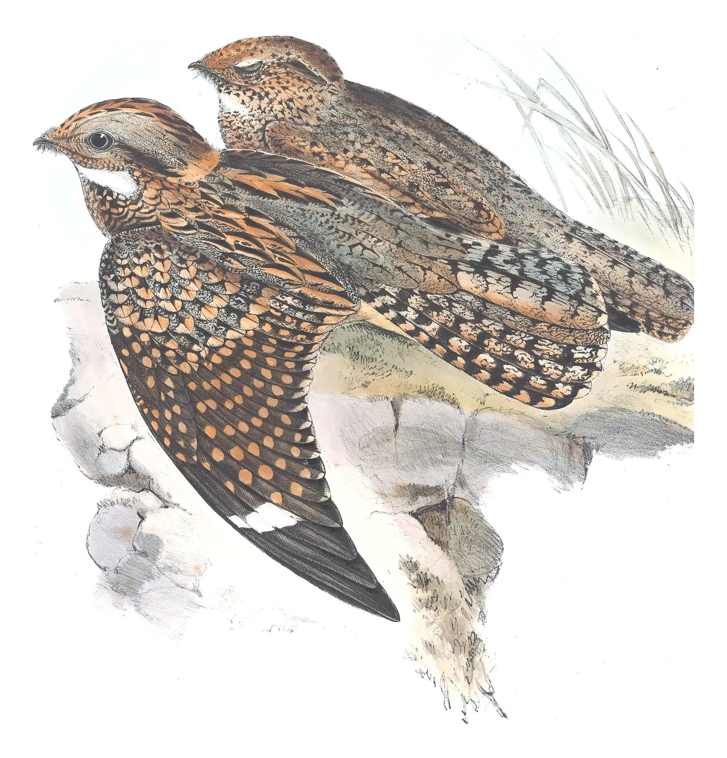 Volume II, plate 8 of Gould's The Birds of Australia: Spotted Nightjar (Eurostopodus argus)